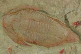 Rare, Kierarges Trilobites - Fezouata Formation #347275-2